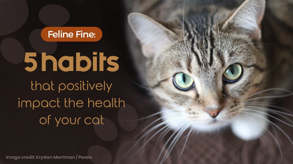 Close-up of a tabby cat looking up, with text overlay: "Feline Fine: 5 habits that positively impact the health of your cat.