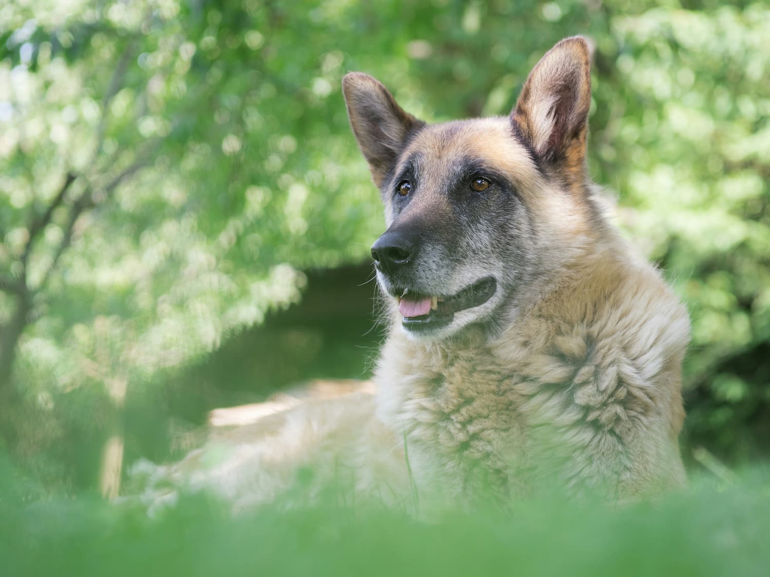 A German Shepherd dog lies on grass outdoors, looking alert, with green trees blurred in the background.