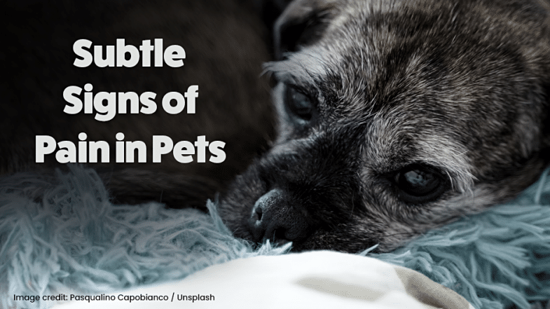 A small dog rests on a blue blanket, looking tired; text reads "Subtle Signs of Pain in Pets.