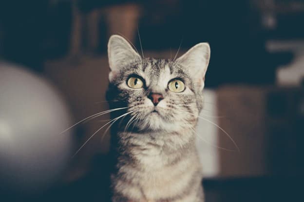 A close-up of a gray tabby cat with yellow eyes looking upward, against a blurred indoor background.