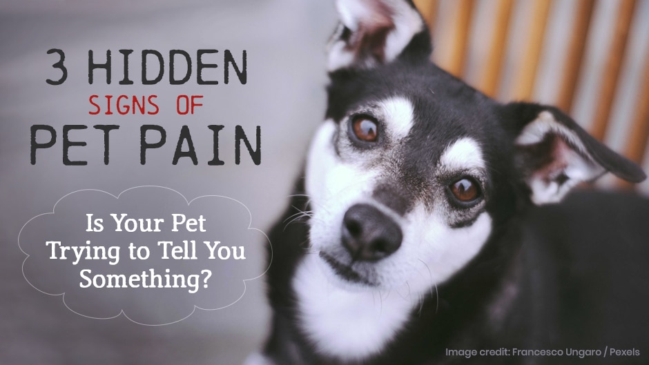 A black and white dog looks at the camera next to text that reads "3 hidden signs of pet pain. Is your pet trying to tell you something?.