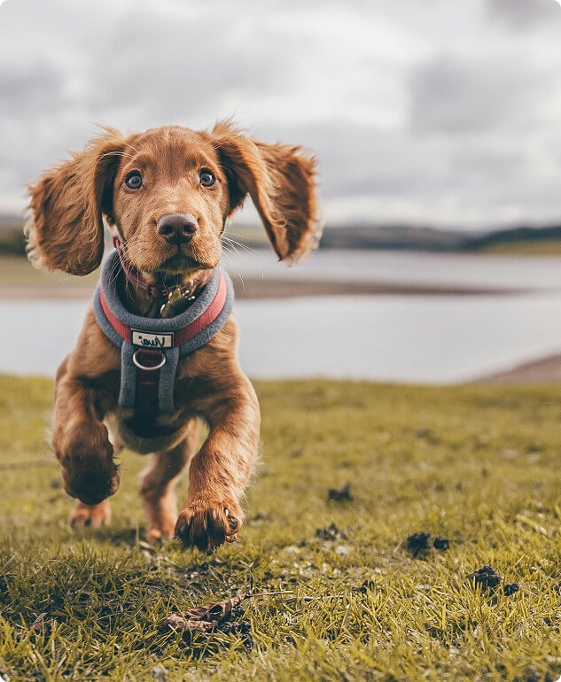 A brown puppy wearing a harness runs toward the camera on grassy terrain, with a body of water and overcast sky in the background.