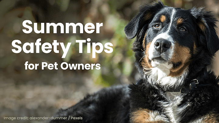 A large black, brown, and white dog sits outdoors next to text reading "Summer Safety Tips for Pet Owners." Image credit: alexander-dummer / Pexels.