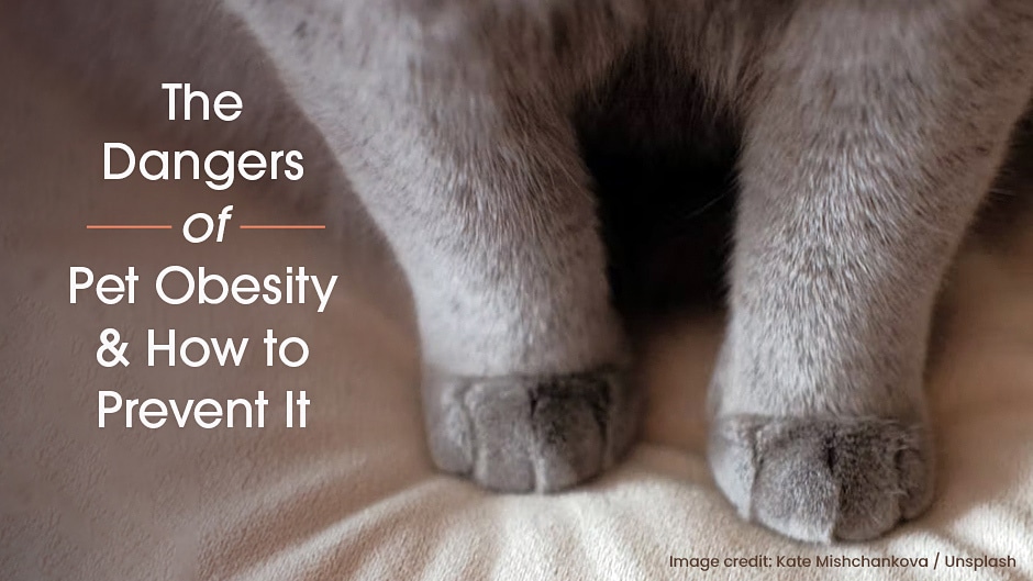 Close-up of an overweight cat’s legs and paws with text about the dangers of pet obesity and ways to prevent it.