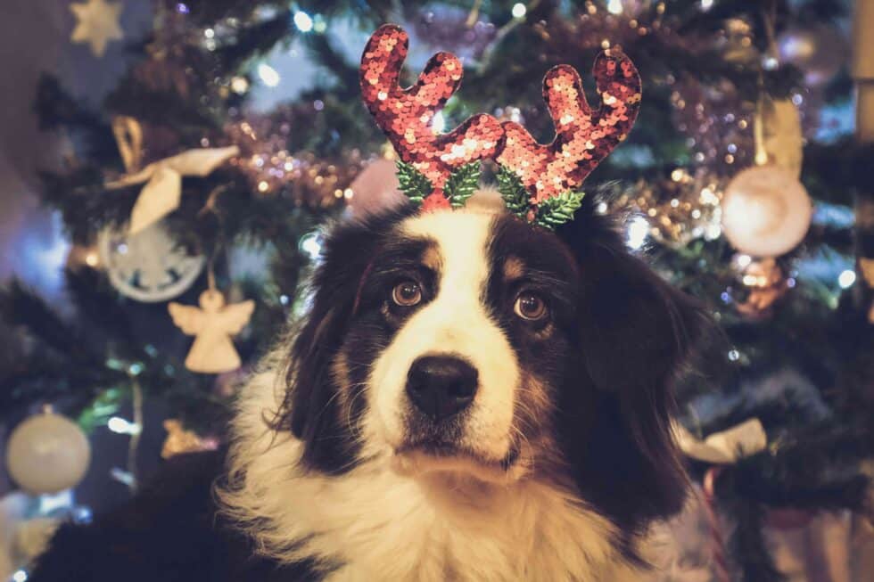 A dog wearing red sequin reindeer antlers sits in front of a decorated Christmas tree with lights and ornaments.