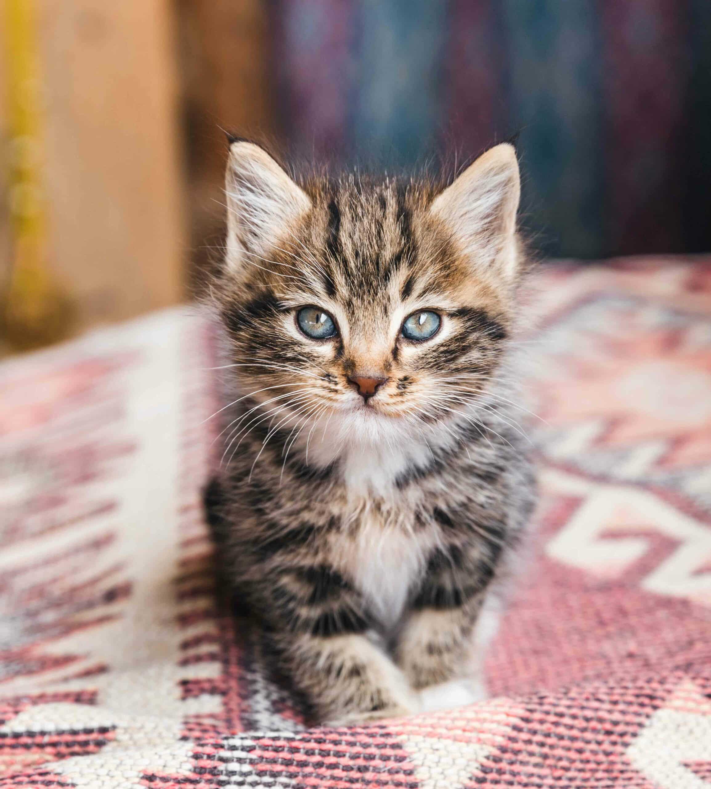 Why Choose Swansea Veterinary Center