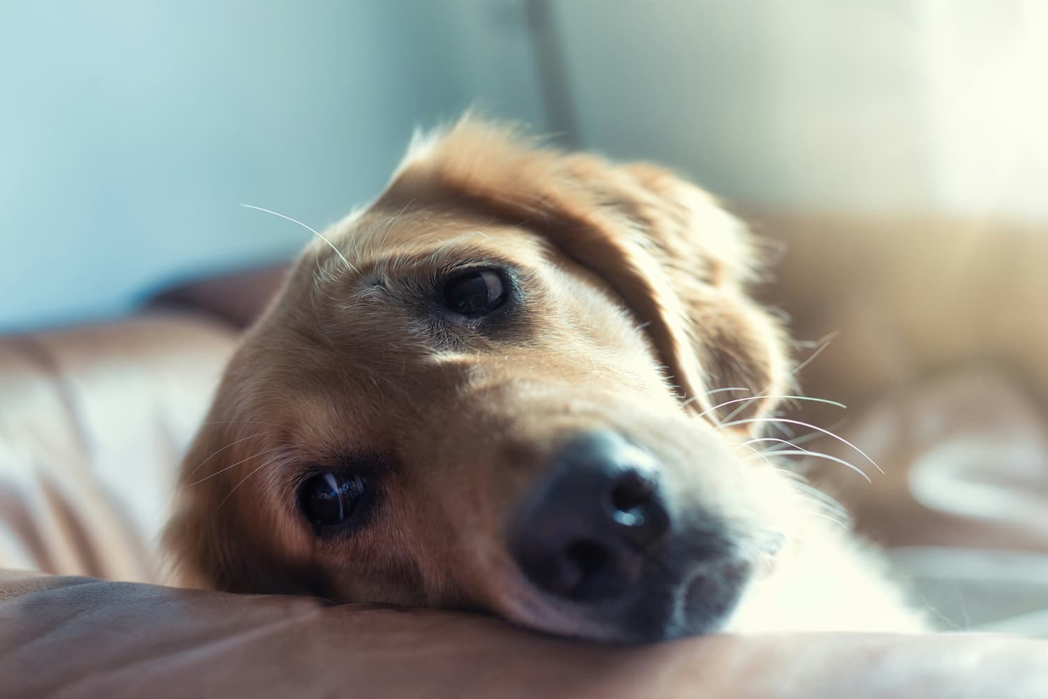 Golden retriever resting its head on a brown couch, looking up with a relaxed expression in soft natural light.
