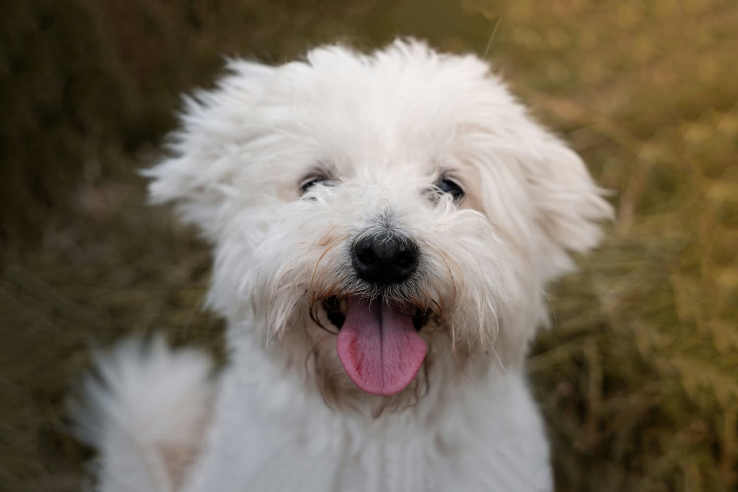 A small white fluffy dog sits outdoors with its mouth open and tongue out, looking directly at the camera.