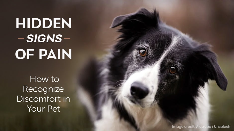 A black and white dog tilts its head next to text that reads, "Hidden Signs of Pain: How to Recognize Discomfort in Your Pet.
